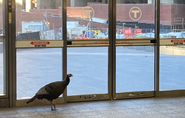 Turkey at Government Center MBTA station