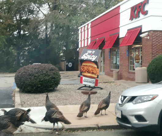 Turkeys outside a KFC in Dorchester
