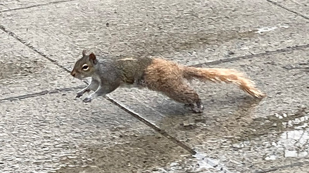 Two-tone squirrel