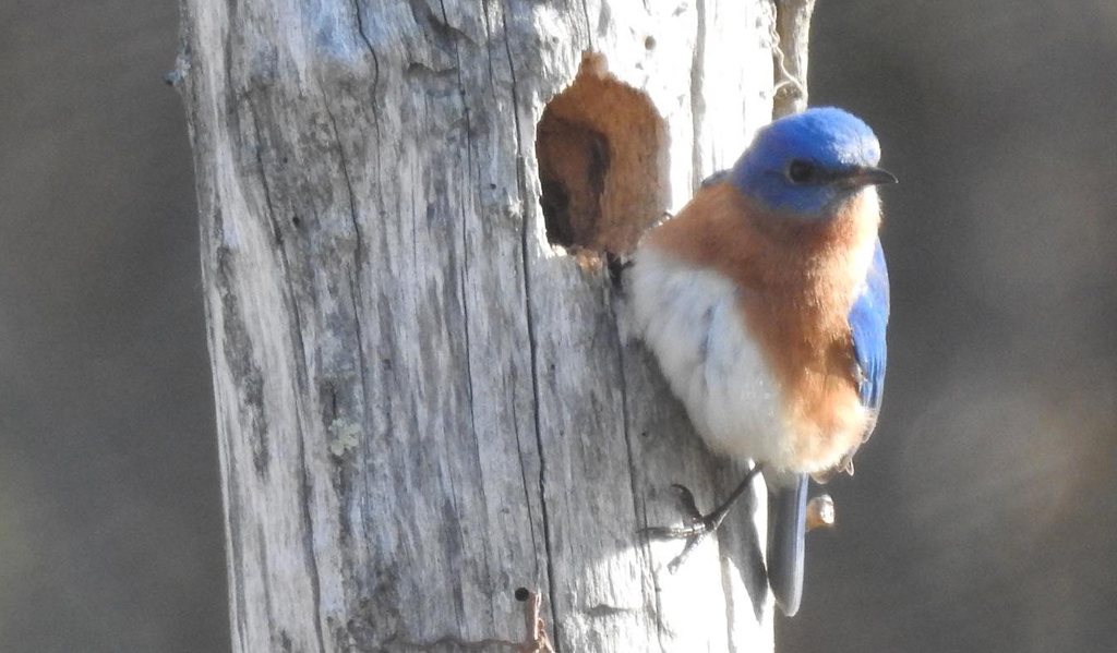 Bluebird looking for a good nesting site at Millennium Park