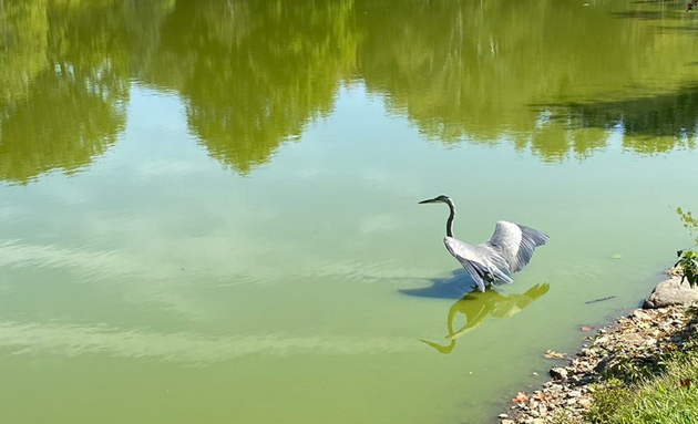 Great blue heron in green water at Forest Hills Cemetery.