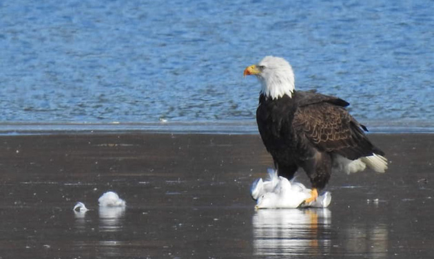 Eagle eating a seagull on the ice at Jamaica Pllain