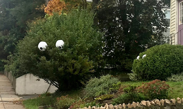 The bushes have eyes