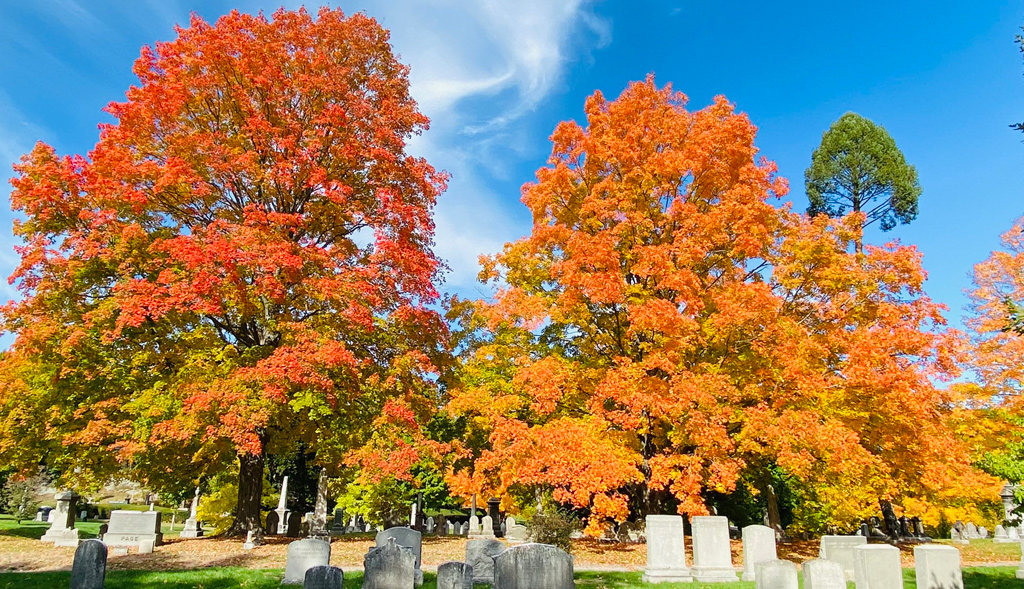 Bright orange trees at Forest Hills Cemetery