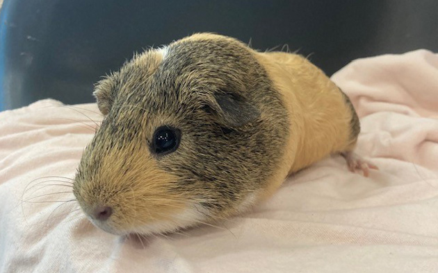 A guinea pig