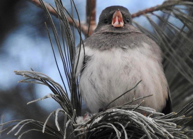 Male junco singing in a tree