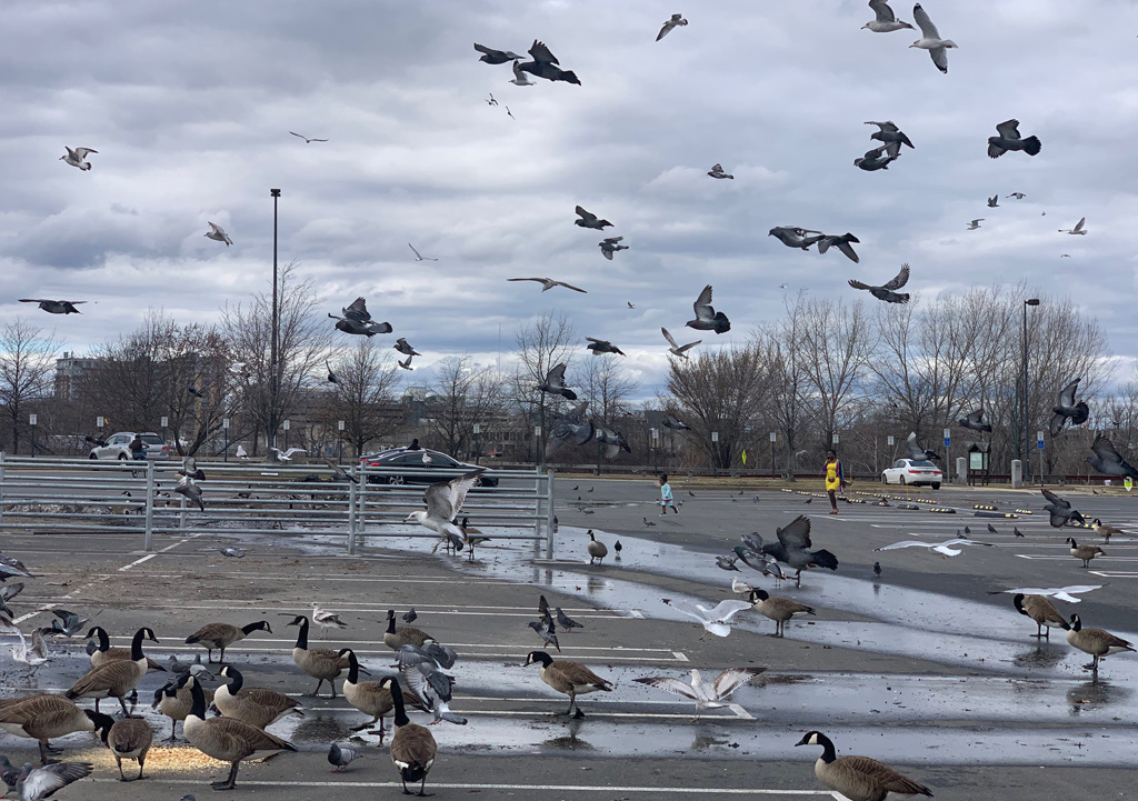 A lot of birds in Everett