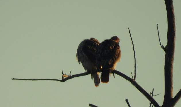 Pair of red-tailed hawks form a heart shape on a branch