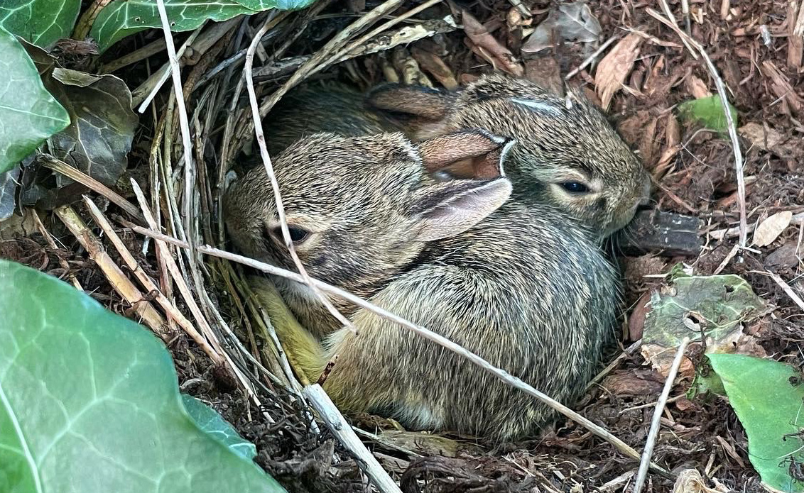 Two bunnies in their nest in the West End