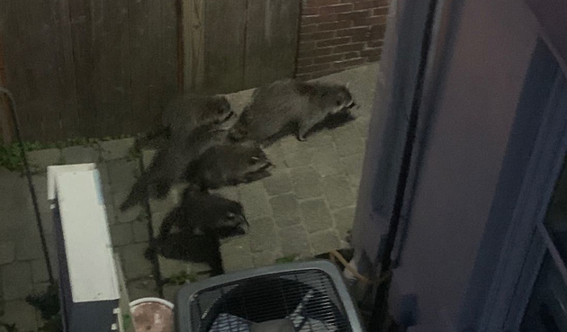 Raccoon family skulking around Charlestown
