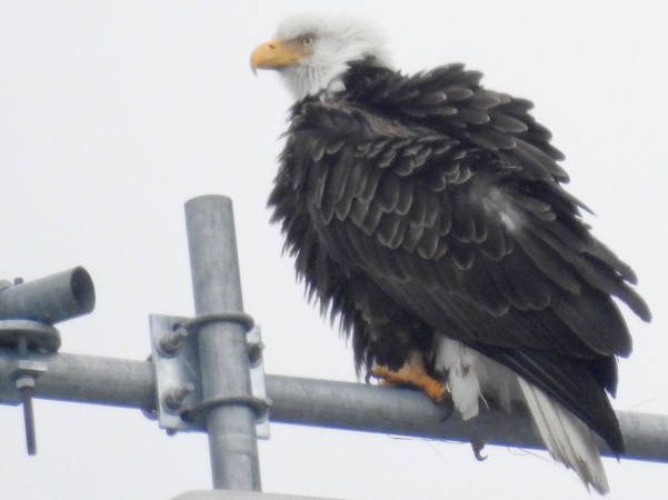 Ruffled feathers on an eagle bird