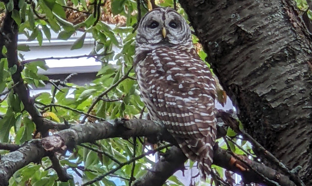 Barred owl in the South End