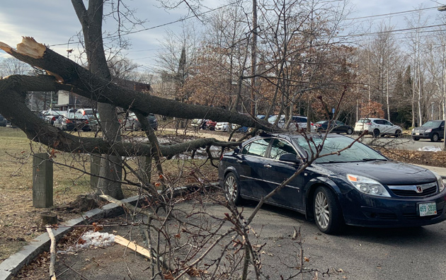 Tree fallen on car 