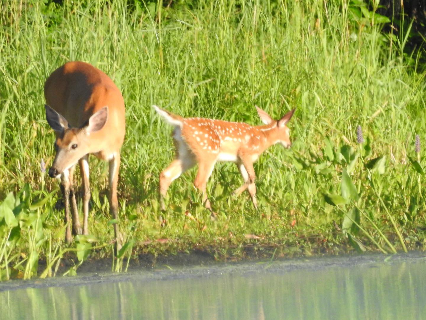 Deer and fawn at the Charles River