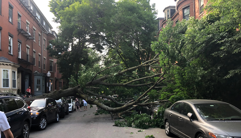 Fallen tree on Waltham Street in the South End