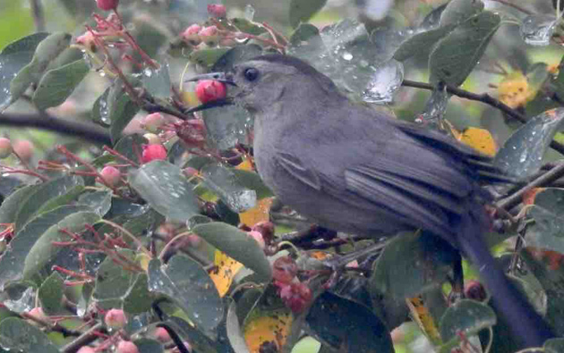 Catbird with a berry