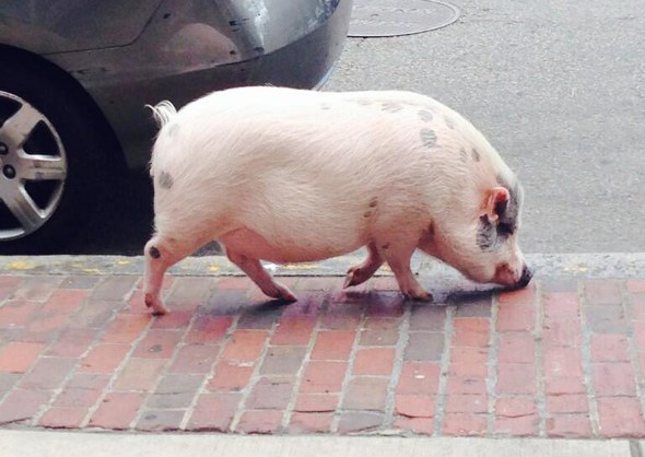 Pig in the Back Bay