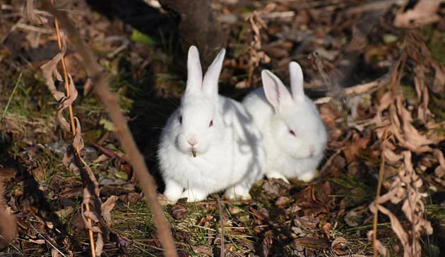 White rabbits in a brown marsh