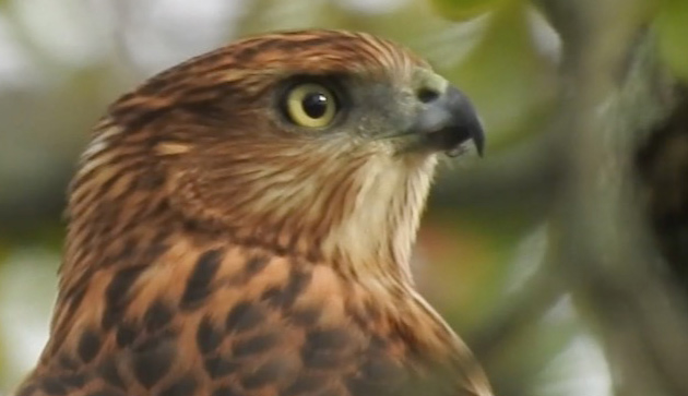 Immature Cooper's hawk at Millennium Park