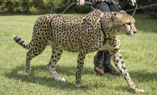 A cheetah