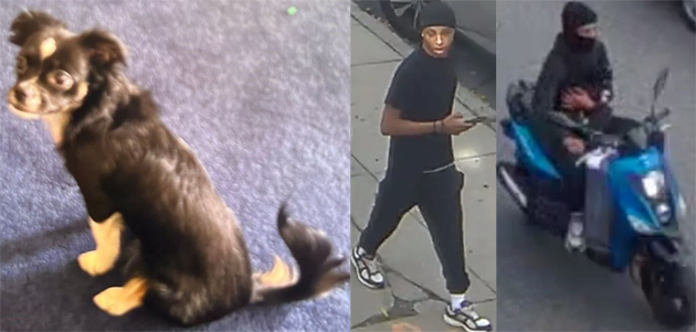 Photos of dog and suspect