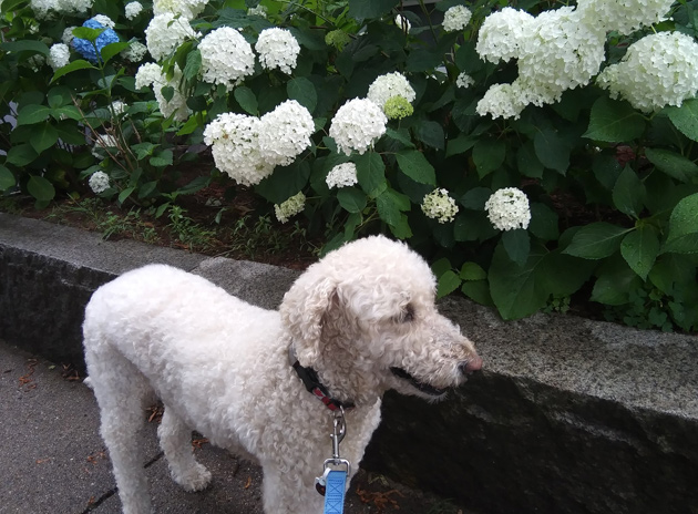 Fuzzy dog and fuzzy flowers in South Boston