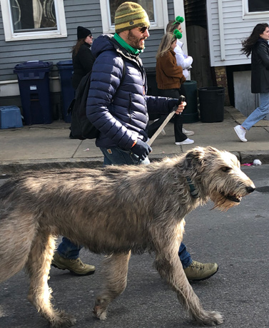 Irish wolfhound in South Boston parade