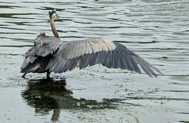Great Blue Heron with just one wing extended