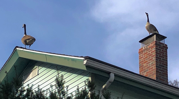 Two geese on a Jamaica Plain roof