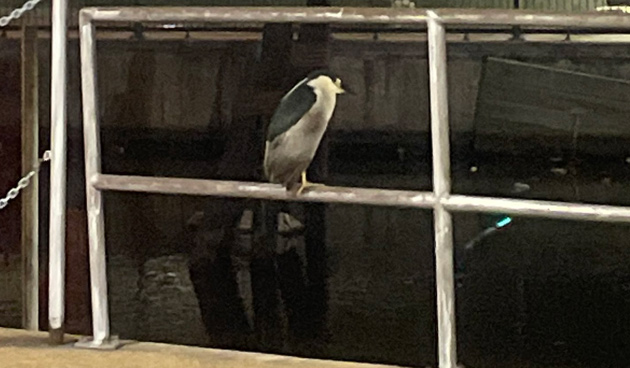 Night heron at Lovejoy Wharf