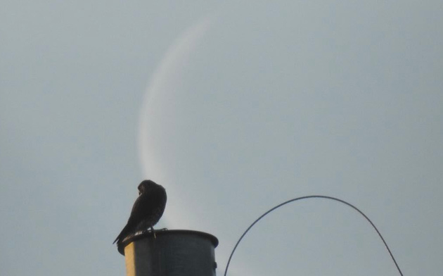 Peregrine falcon at moonset and sunrise in Millennium Park