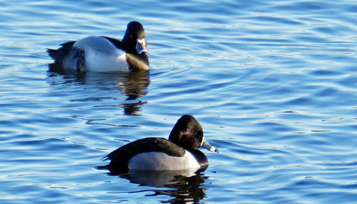 A couple of ring-necked ducks at Jamaica Pond