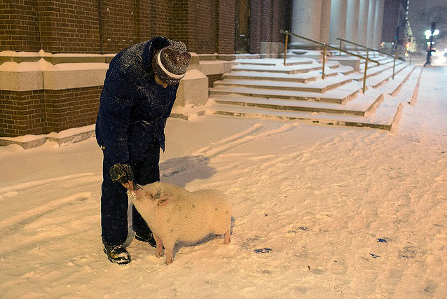 Bobby the Pig in the snow