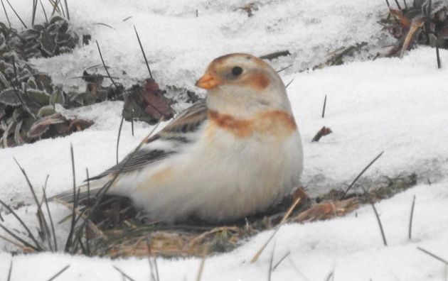 snow bunting in the snow