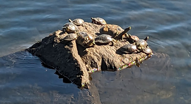 Turtles on a rock in the sun at the Chestnut Hill Reservoir