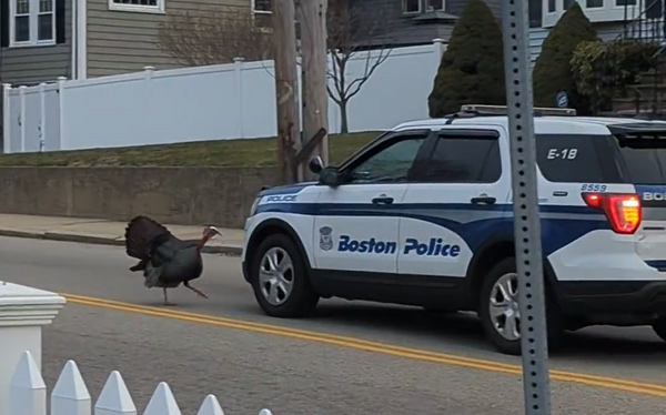 Turkey charging a Boston Police cruiser