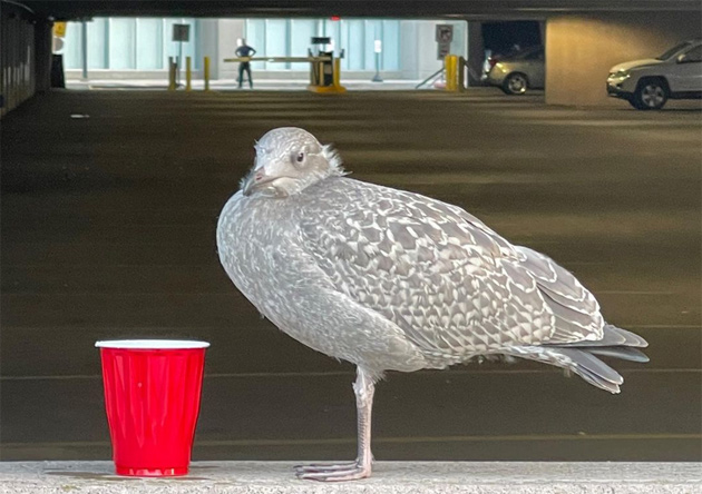 Young seagull with a red cup in the Seaport