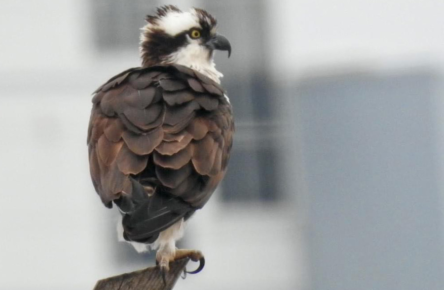 Young osprey in Squantum
