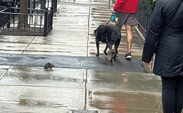 Blind rat with passersby