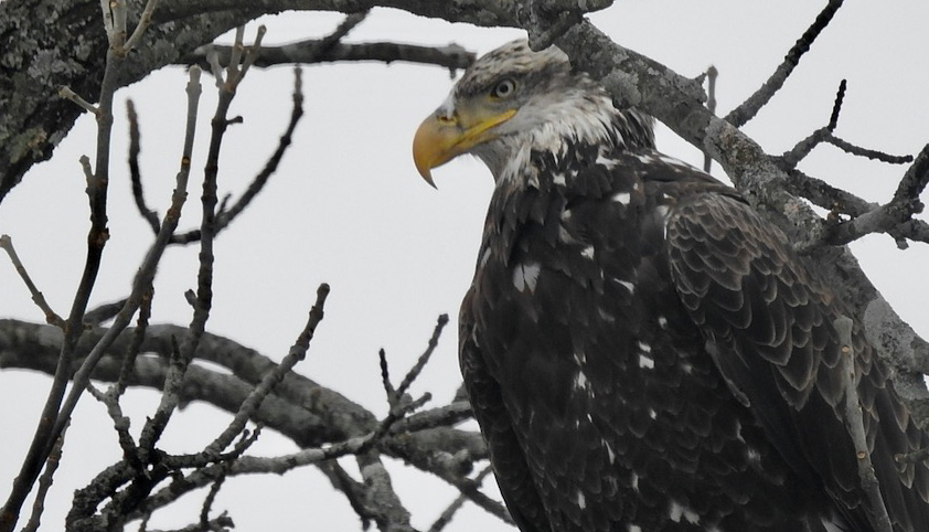 A young bald eagle in a tree in West Roxbury