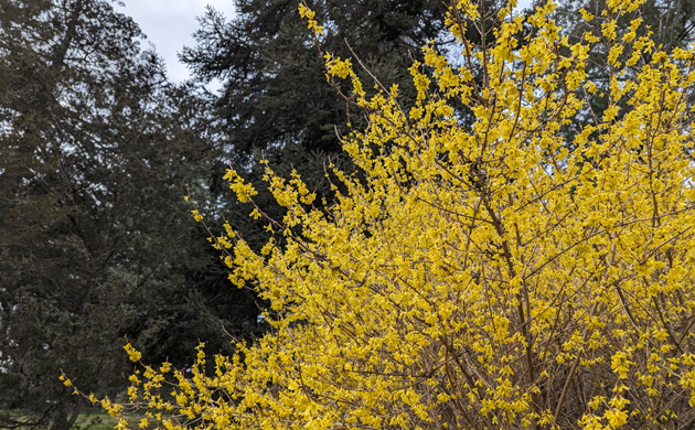 Blooming forsythia at the Arnold Arboretum