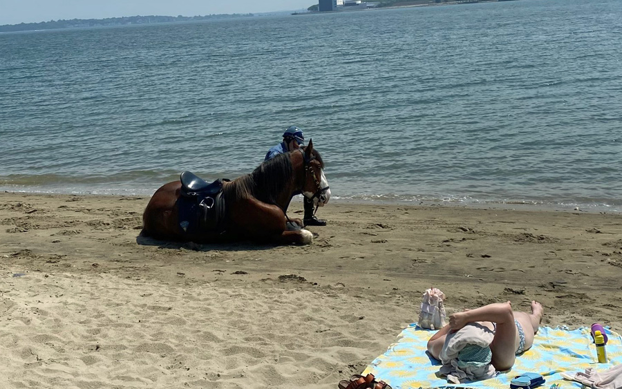State Police horse resting by the water at Carson Beach