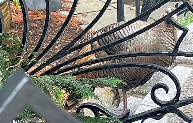 Injured turkey behind a decorative fence