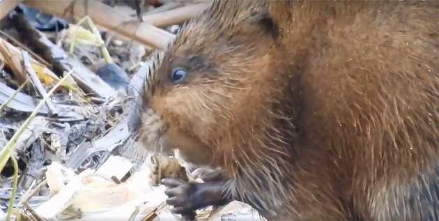 Muskrat chowing down along the Charles at Millennium Park