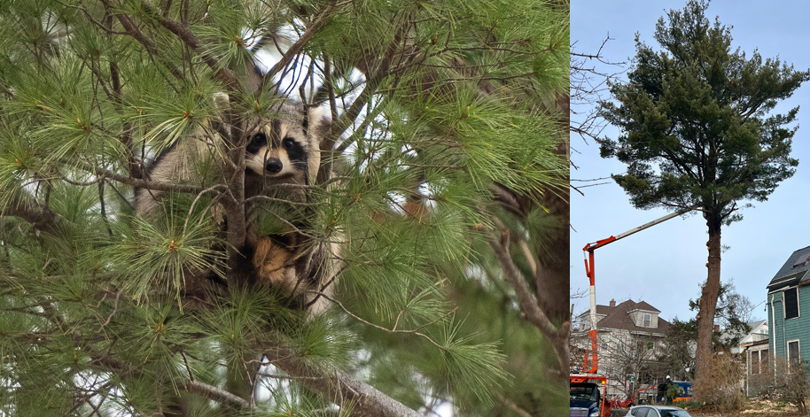 Raccoon in a tree in Roslindale that's about to be felled