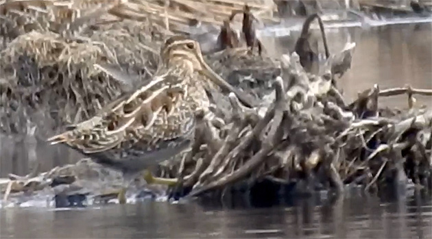 Wilson's snipe along the Charles River