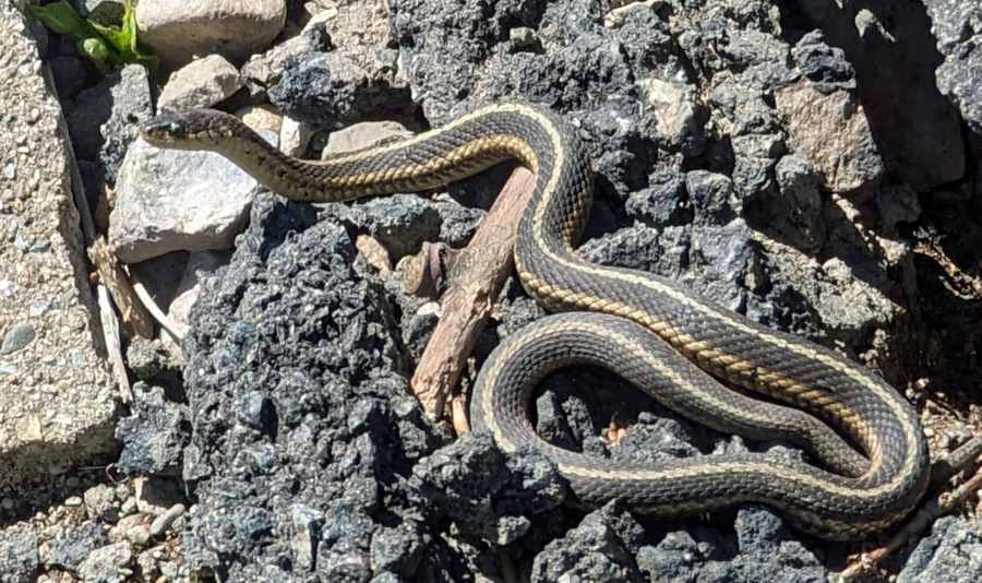 Snake at Millennium Park