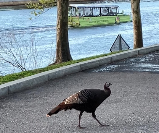 Turkey and a Duck Boat near Science Park