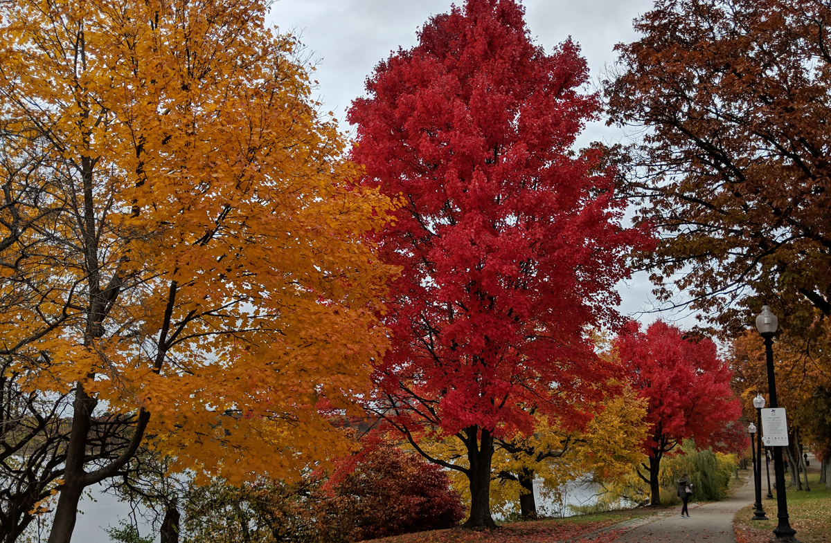 Fall trees at Jamaica Pond