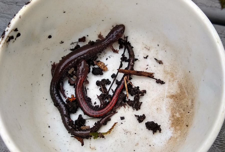 Salamanders in Roslindale